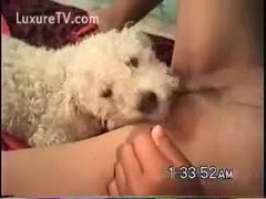 A white, fluffy dog that tastes his owner's tight twat